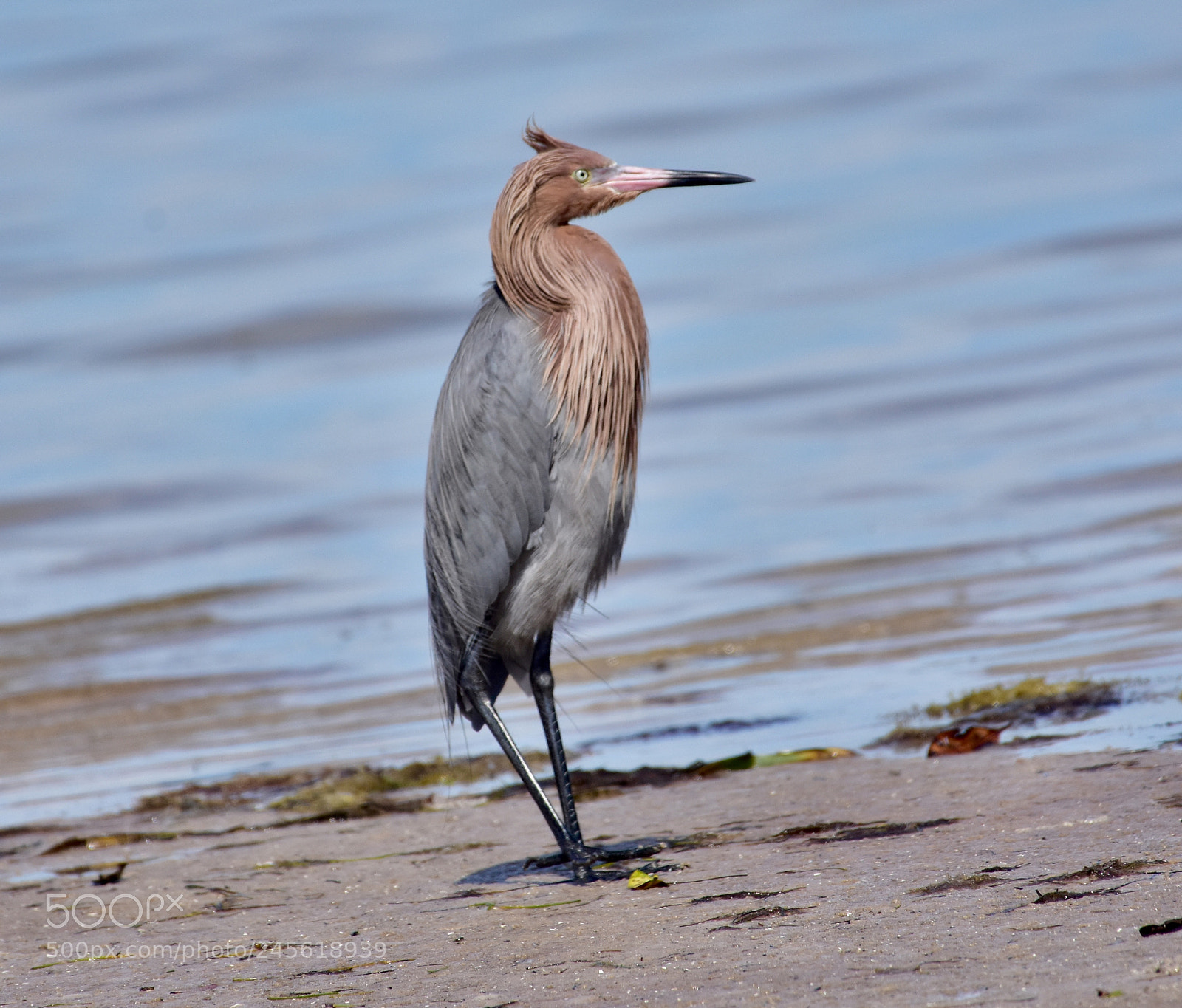 Nikon D7200 sample photo. Bird photography