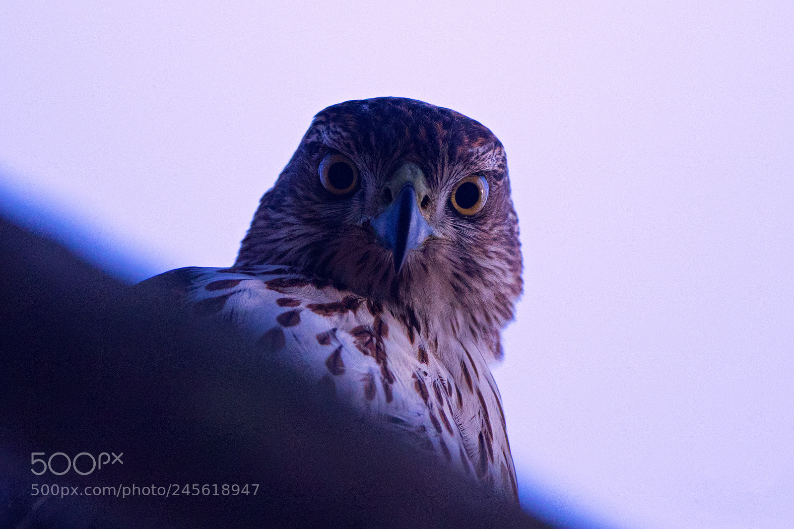 Canon EOS 7D Mark II sample photo. Coopers stare photography