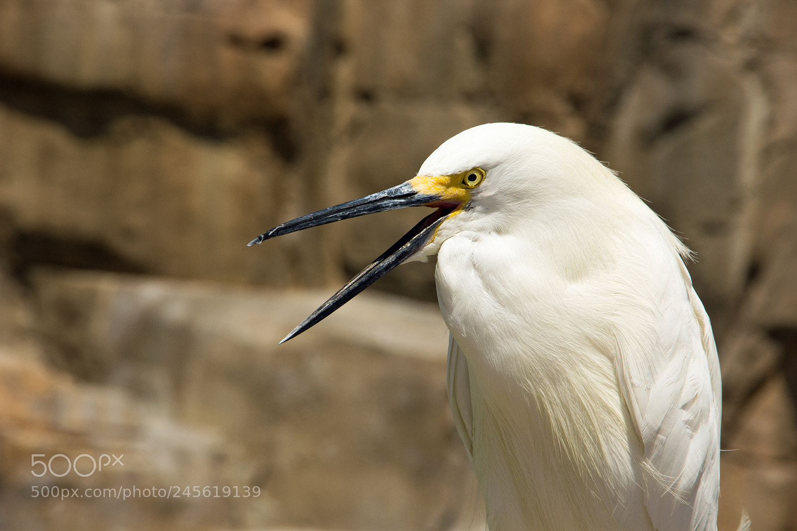 Canon EOS 60D sample photo. Noisy bird photography