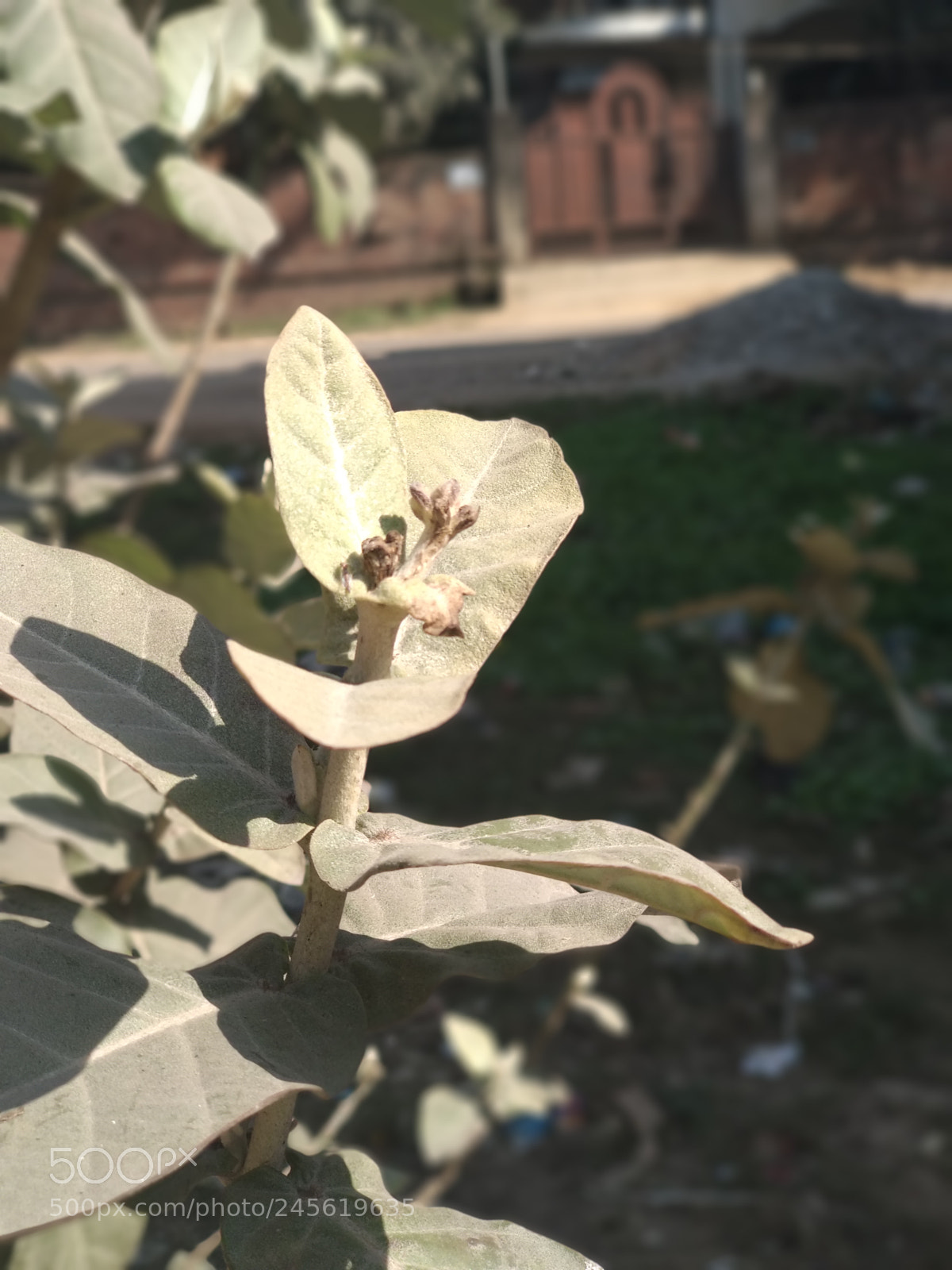 Xiaomi Mi A1 sample photo. Img_20180210_135422.jpg photography