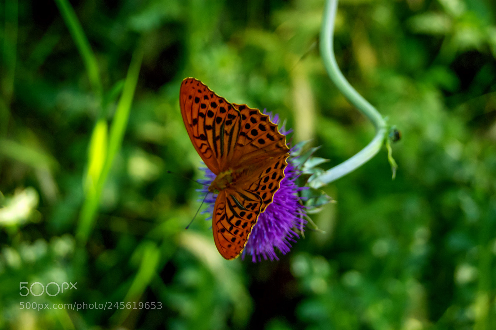 Sony Alpha DSLR-A290 sample photo. Butterfly and summer photography