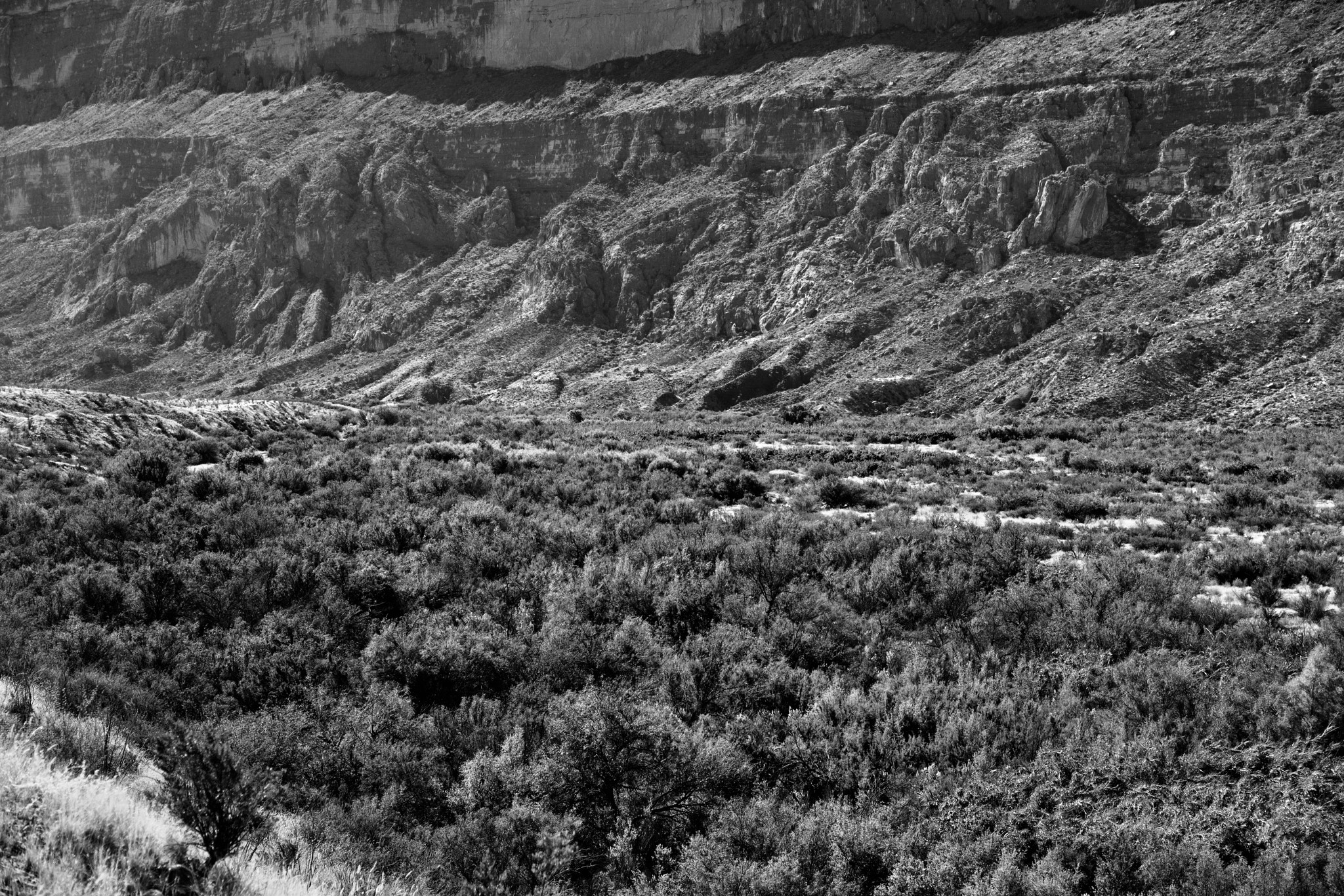 Nikon AF-S Nikkor 24-120mm F4G ED VR sample photo. A look across a field of trees to the sierra ponce cliffs (black & white) photography