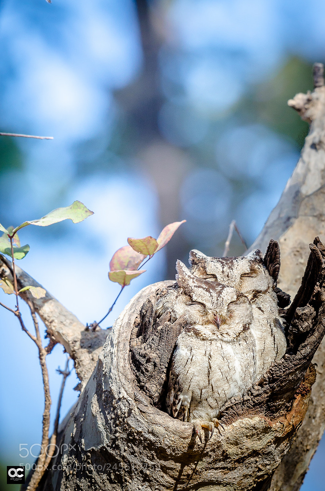 Nikon D5100 sample photo. Love for each other photography