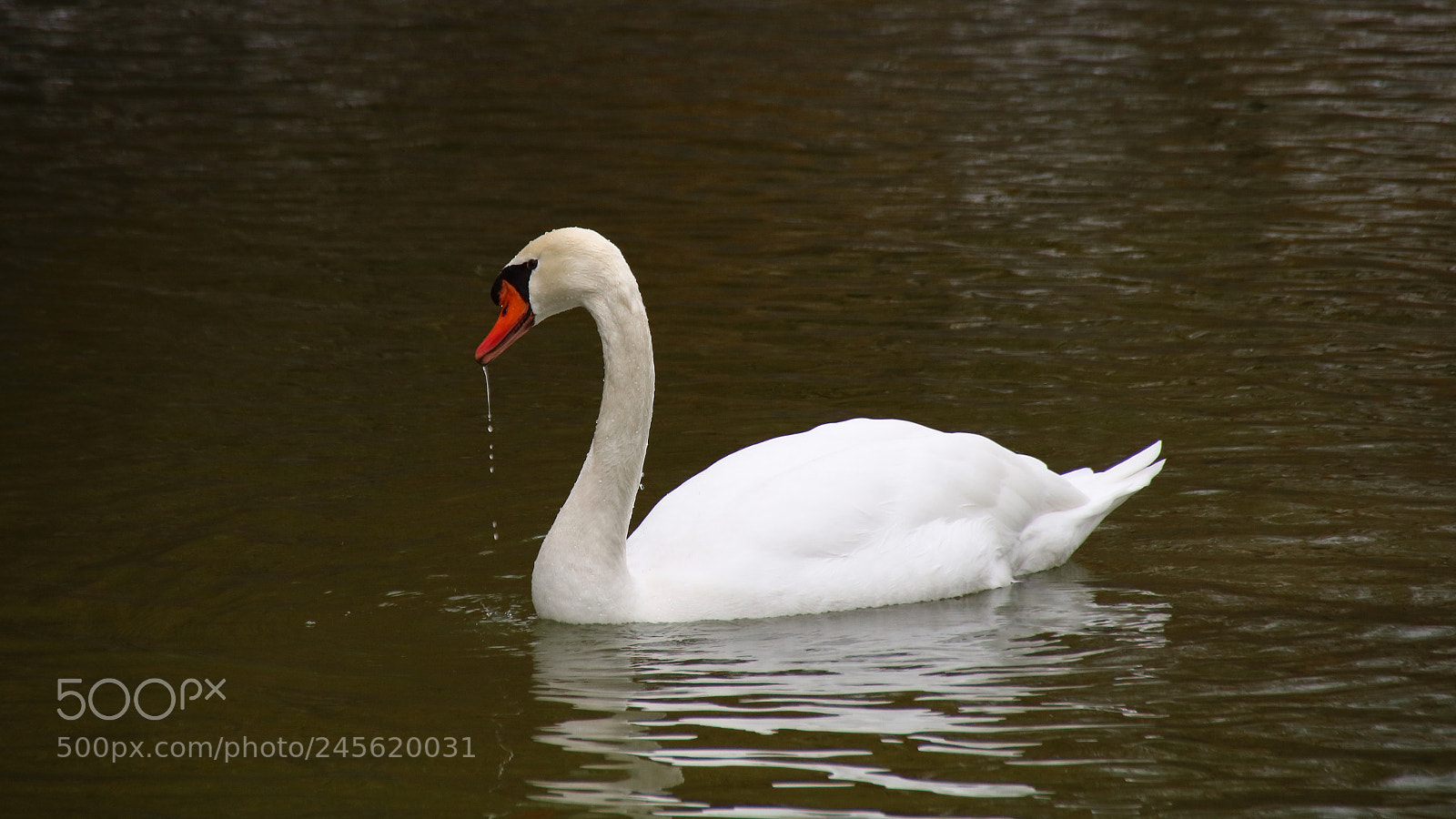 Canon EOS 750D (EOS Rebel T6i / EOS Kiss X8i) sample photo. Schwan im schlossteich photography