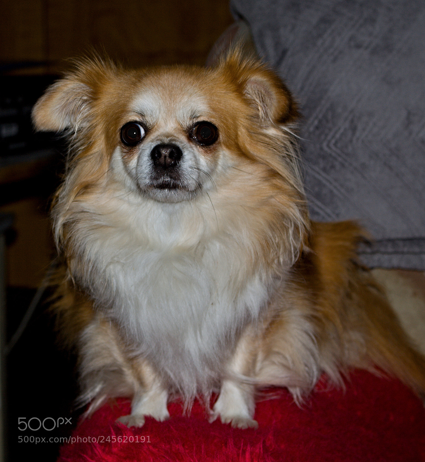 Canon EOS 50D sample photo. My dog defender. photography
