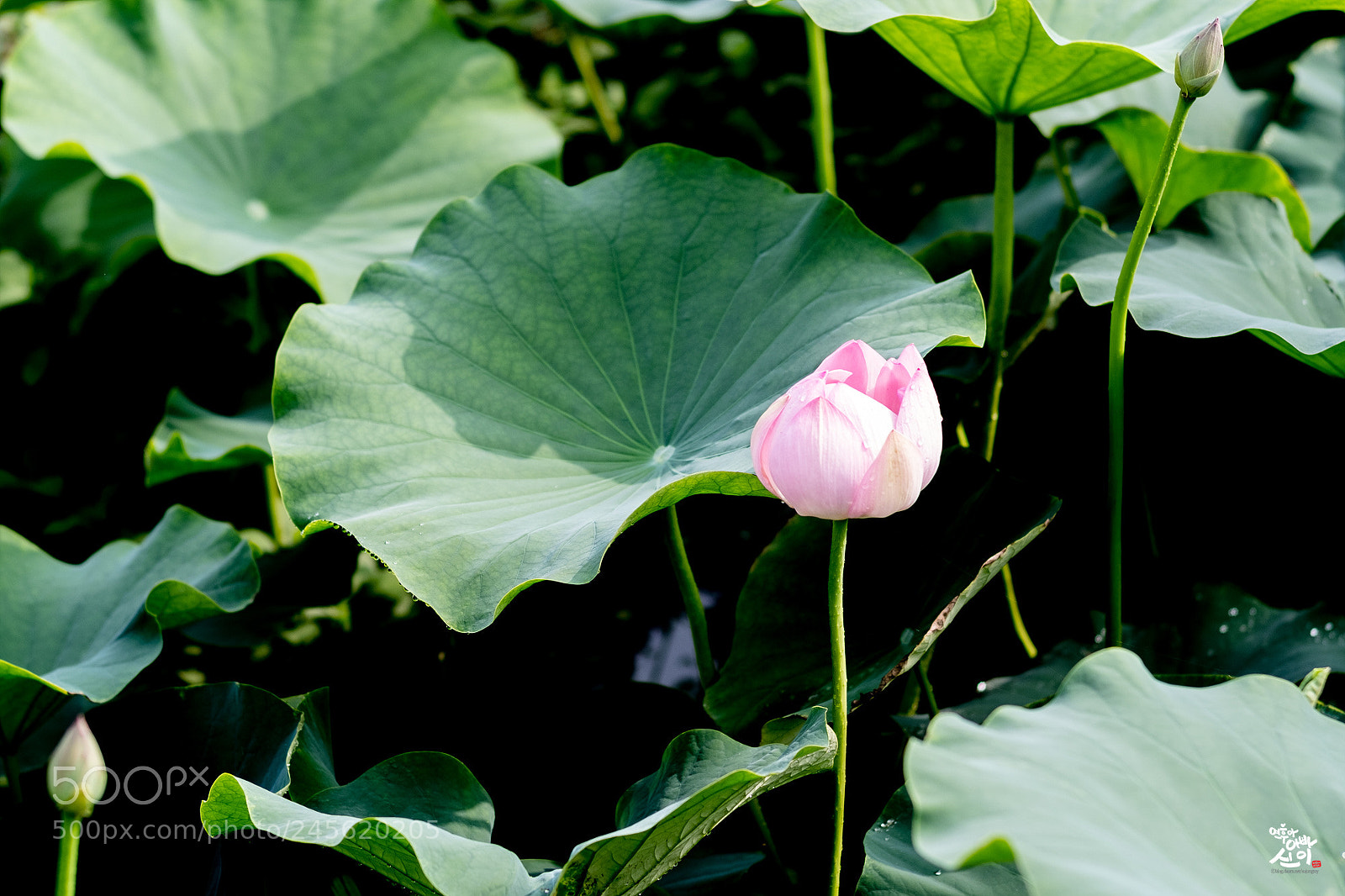 Fujifilm X-T2 sample photo. Summer flower photography