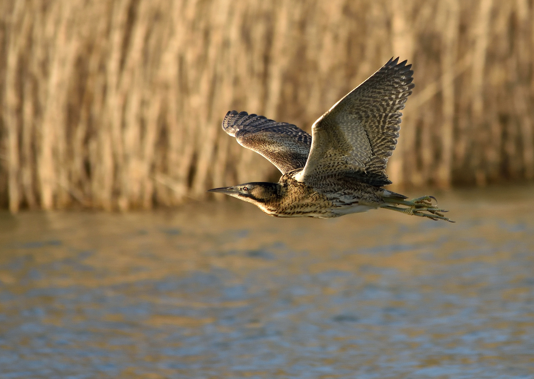 Sigma 150-500mm F5-6.3 DG OS HSM sample photo. Bittern photography