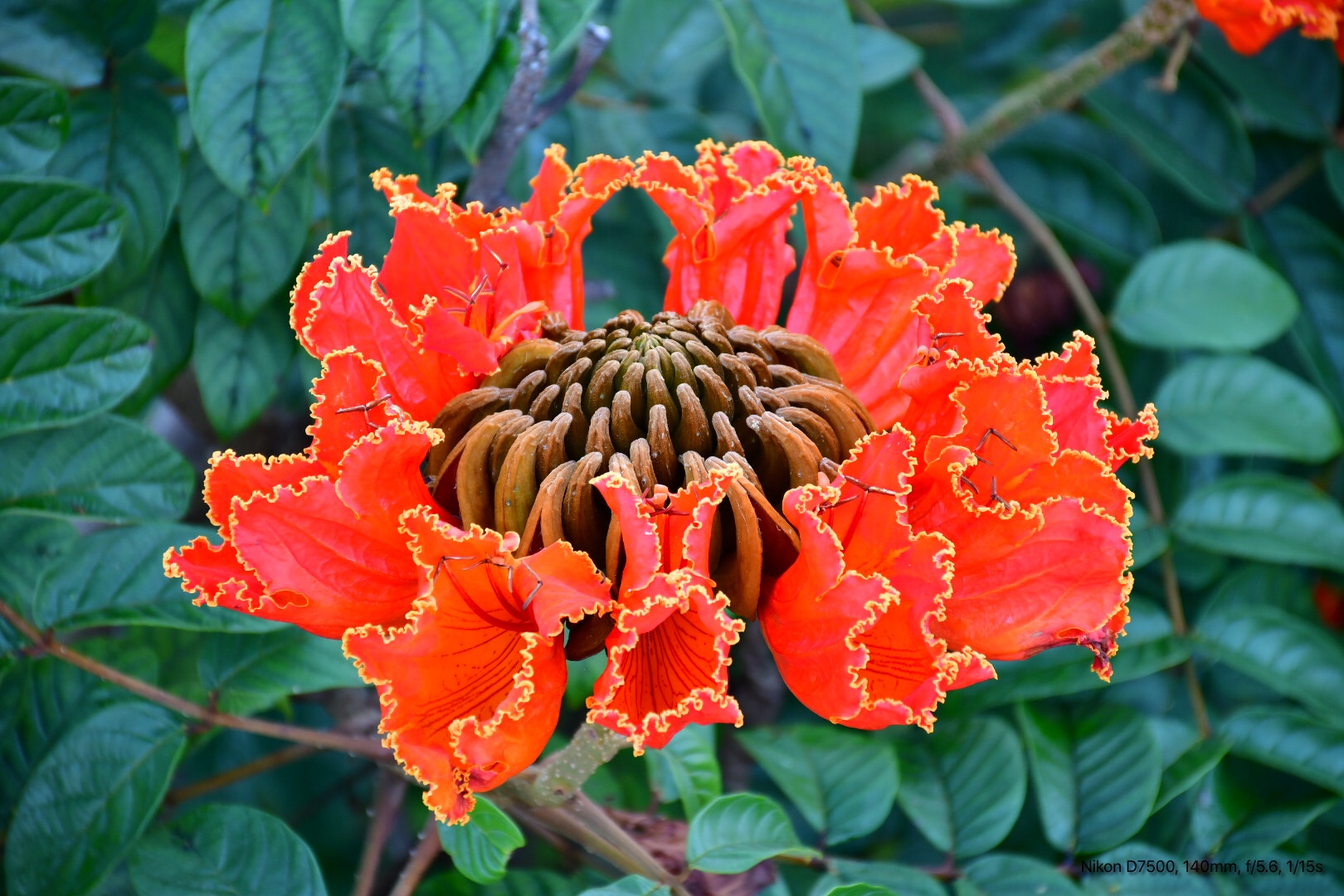 Nikon D7500 sample photo. Tulipán de la india, desde mi techo photography