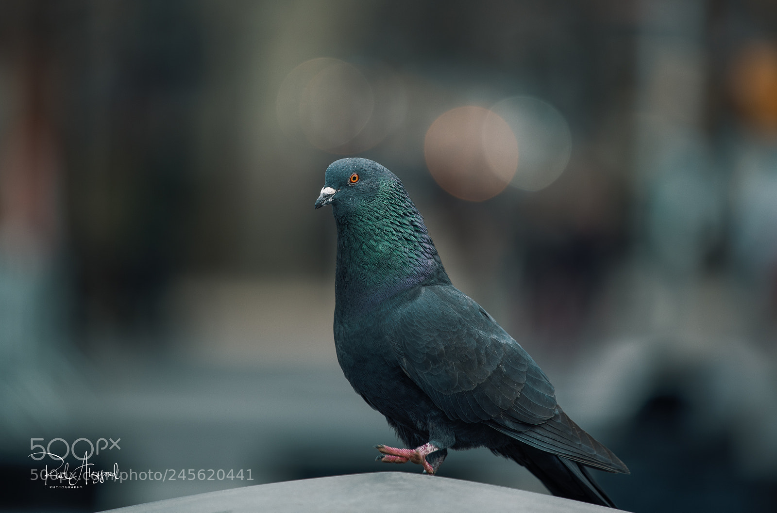Nikon D850 sample photo. New york pigeon photography