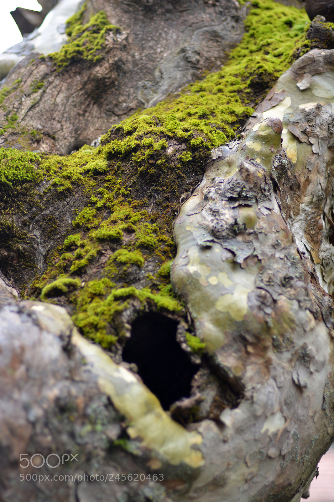 Nikon D7100 sample photo. Tree photography