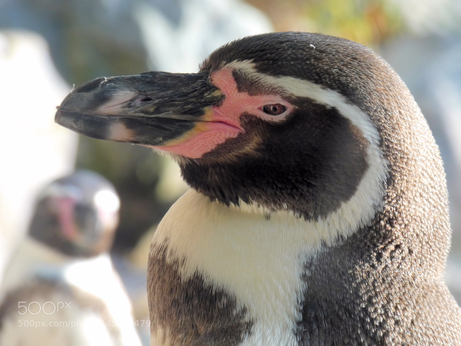 Panasonic Lumix DC-FZ80 (Lumix DC-FZ82) sample photo. Portrait of a penguin photography