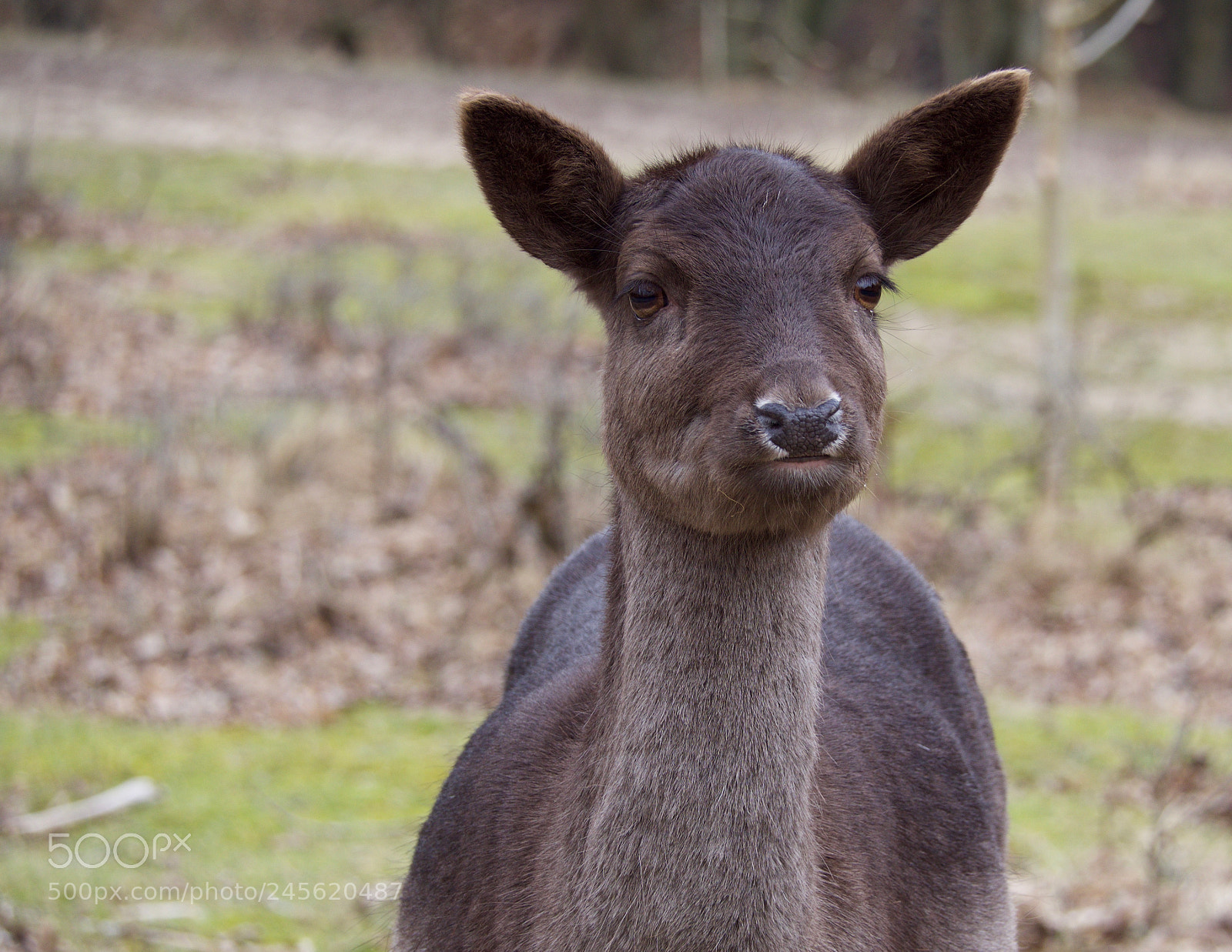 Olympus OM-D E-M10 II sample photo. Deer photography
