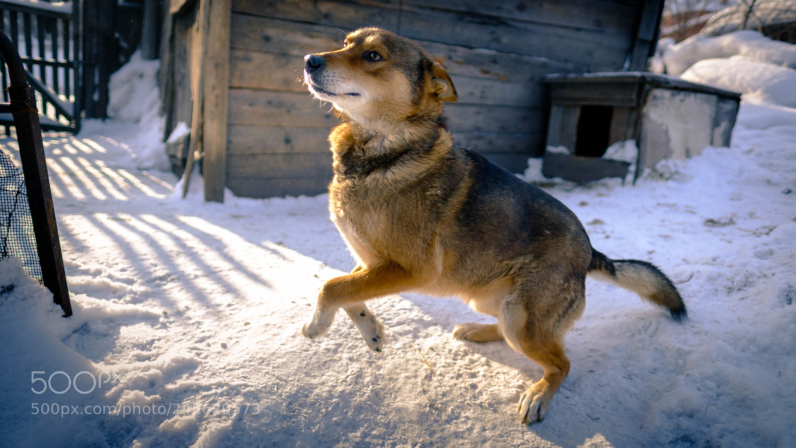 Fujifilm X-T2 sample photo. Dog in winter photography