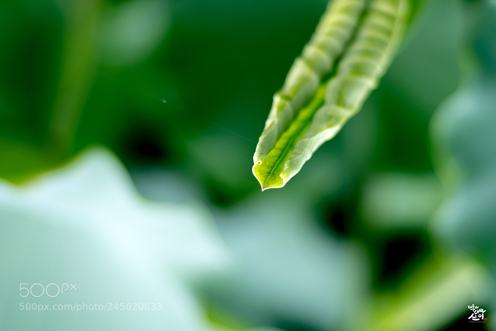 Fujifilm X-T2 sample photo. Heart leaves photography