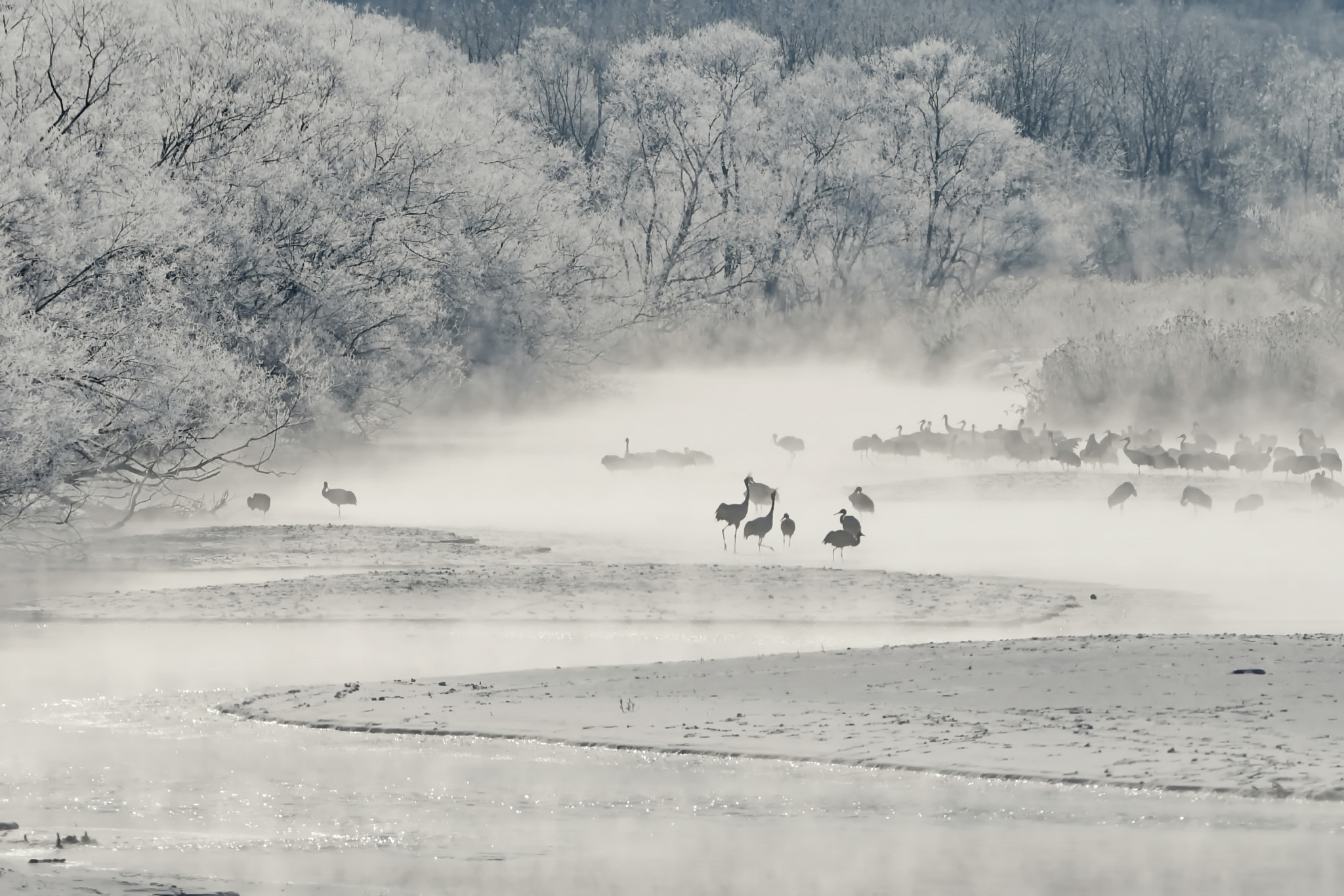 Nikon AF-S Nikkor 300mm F2.8G ED VR II sample photo. 厳冬期の川霧に浮かぶ鶴の姿は幻想的 photography
