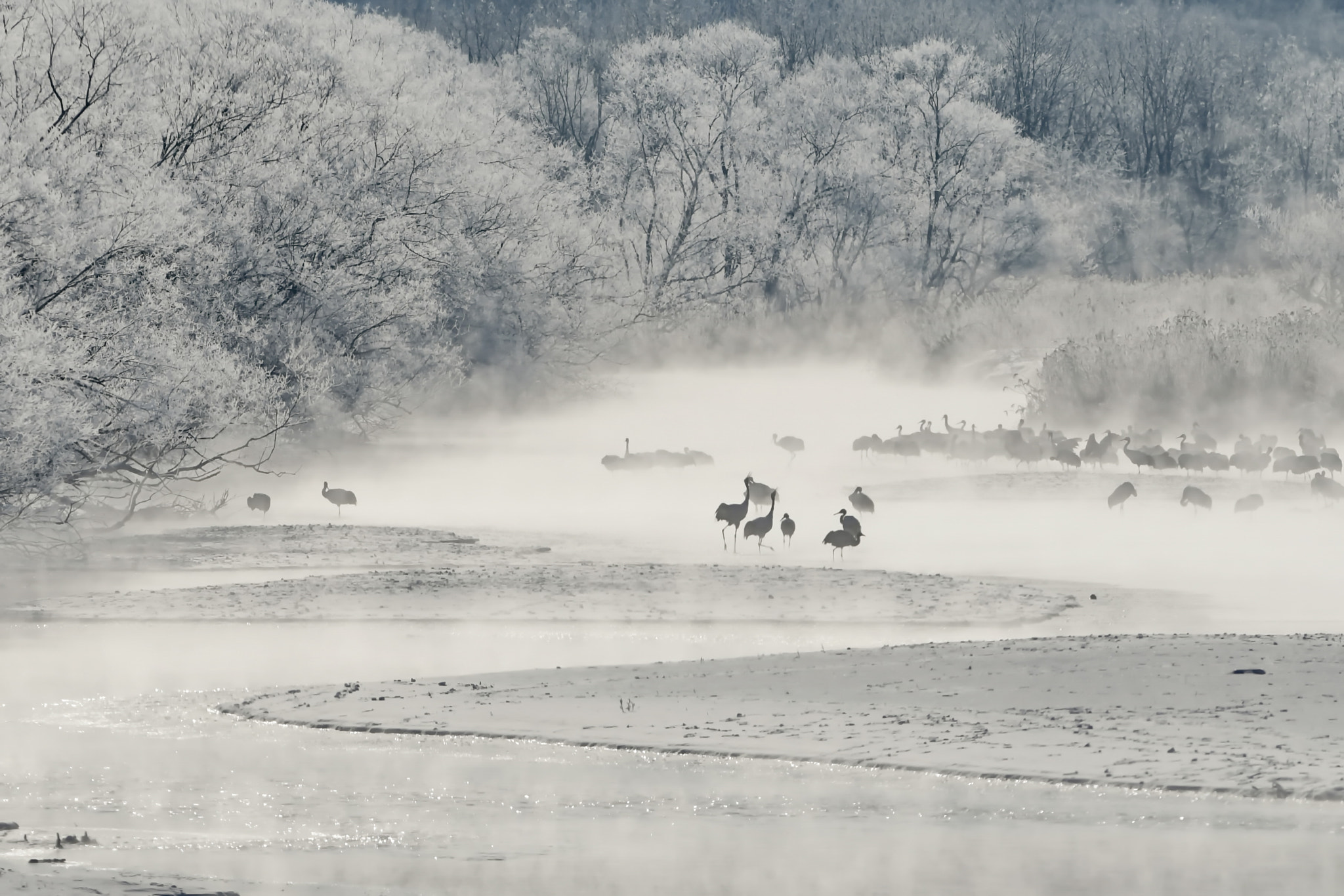 Nikon D500 + Nikon AF-S Nikkor 300mm F2.8G ED VR II sample photo. 厳冬期の川霧に浮かぶ鶴の姿は幻想的 photography