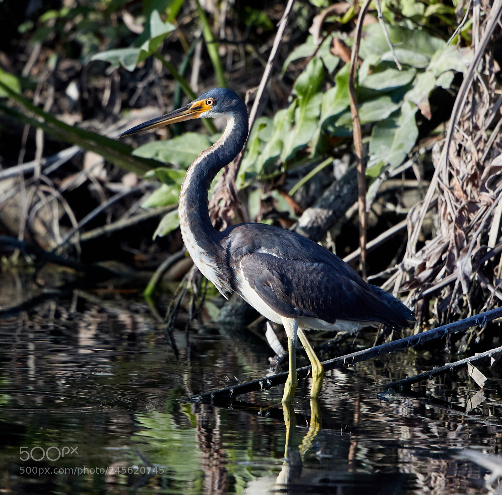 Canon EOS-1D X Mark II sample photo. 02-10-18-0003212.jpg photography