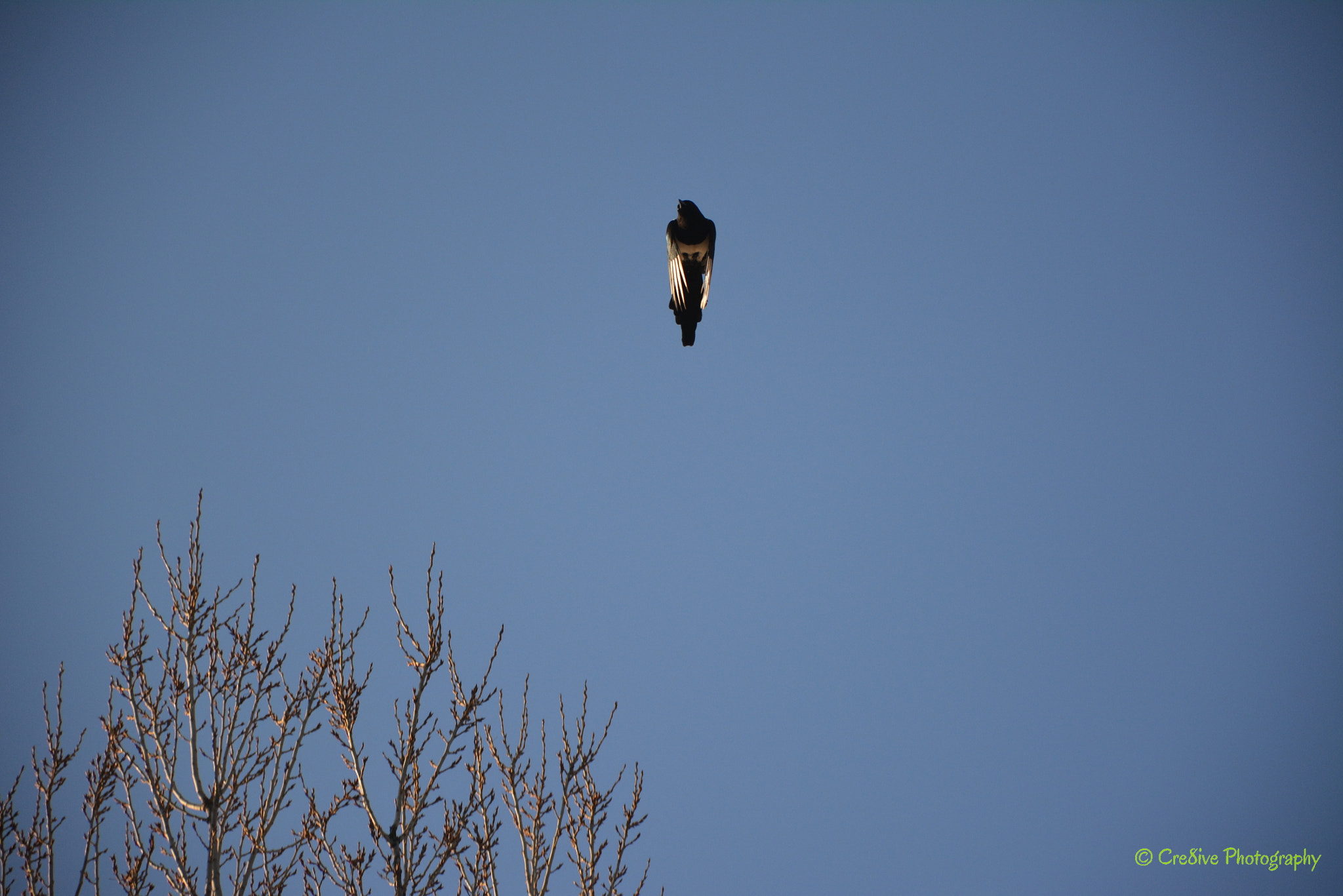 Nikon D5200 sample photo. Rocket magpie photography