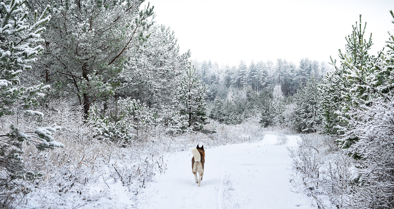 Nikon D5100 sample photo. Winter in lithuania. photography