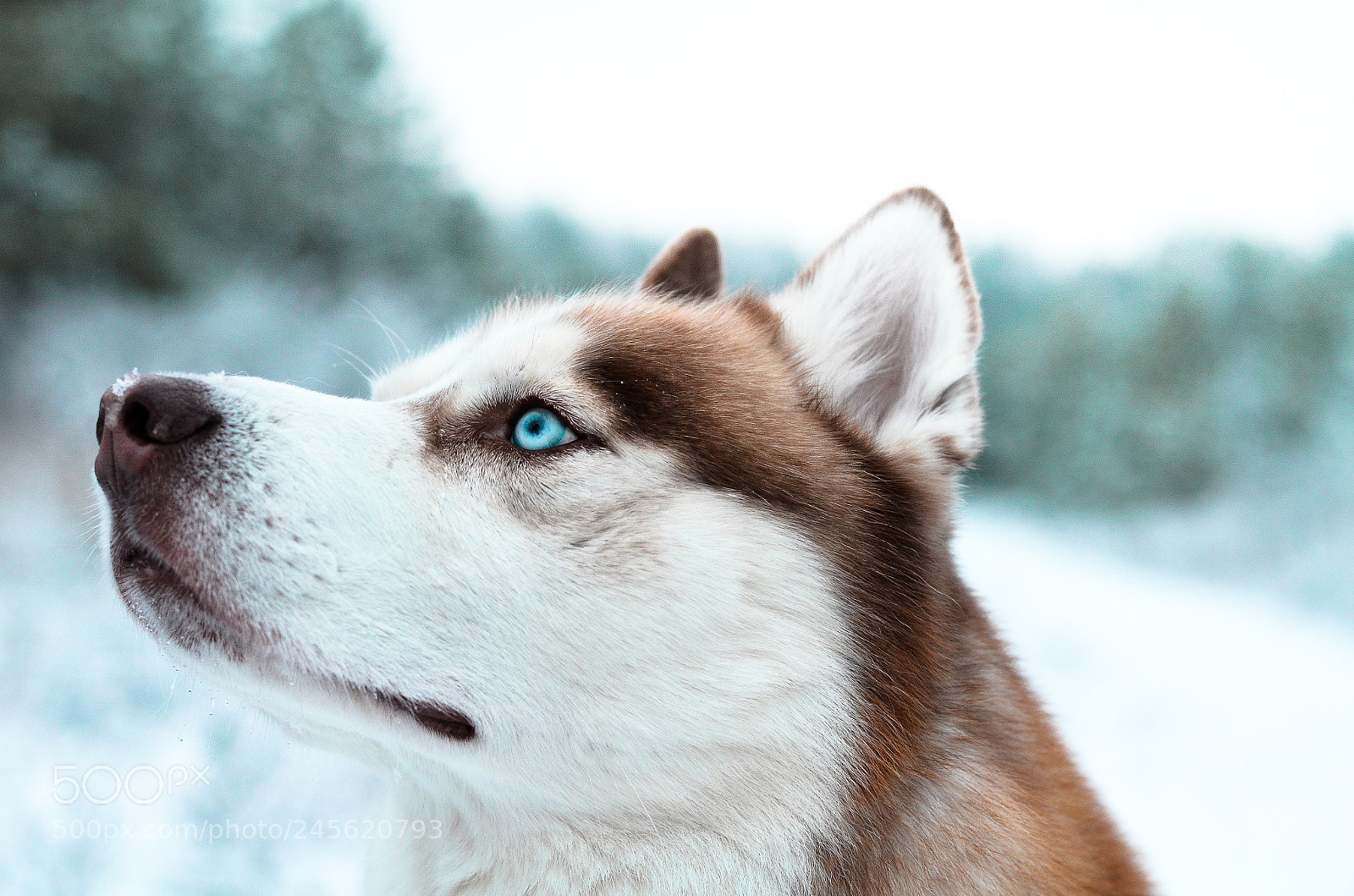 Nikon D5100 sample photo. Winter in lithuania. photography