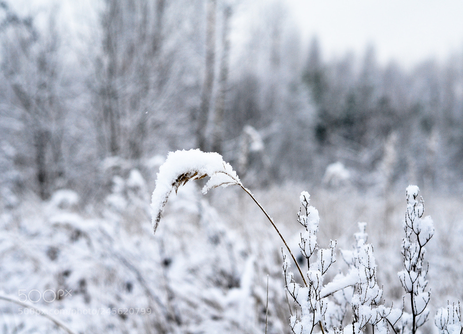 Nikon D5100 sample photo. Winter in lithuania. photography