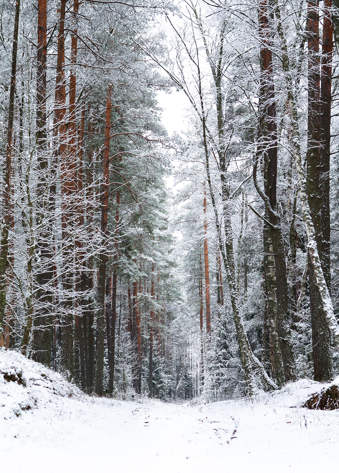 Nikon D5100 sample photo. Winter in lithuania. photography