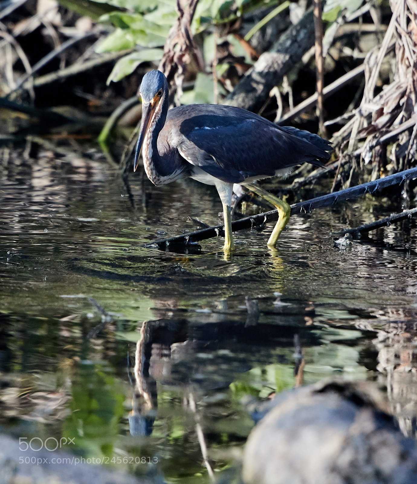 Canon EOS-1D X Mark II sample photo. 02-10-18-0003215.jpg photography