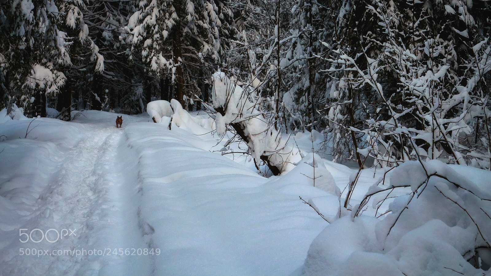 Canon EOS 650D (EOS Rebel T4i / EOS Kiss X6i) sample photo. Locust from the snow photography