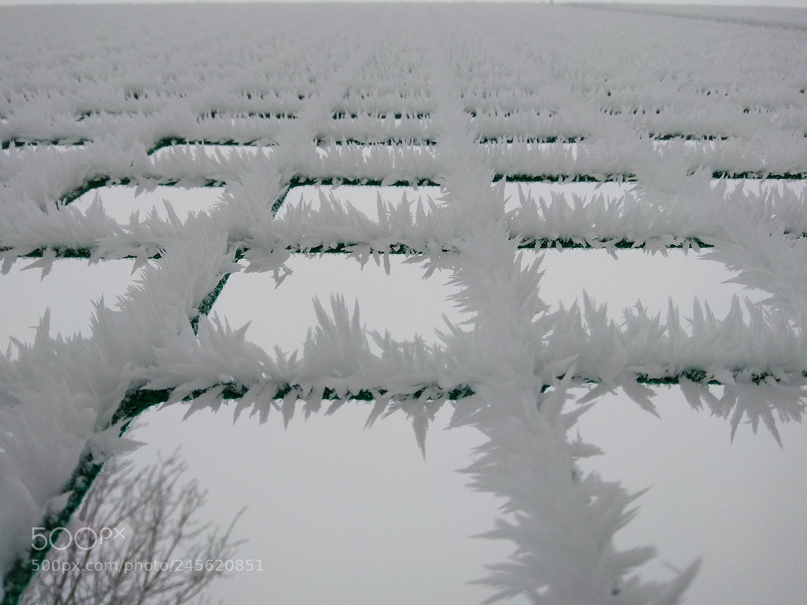 Xiaomi Redmi Note 4 sample photo. Winter frost photography