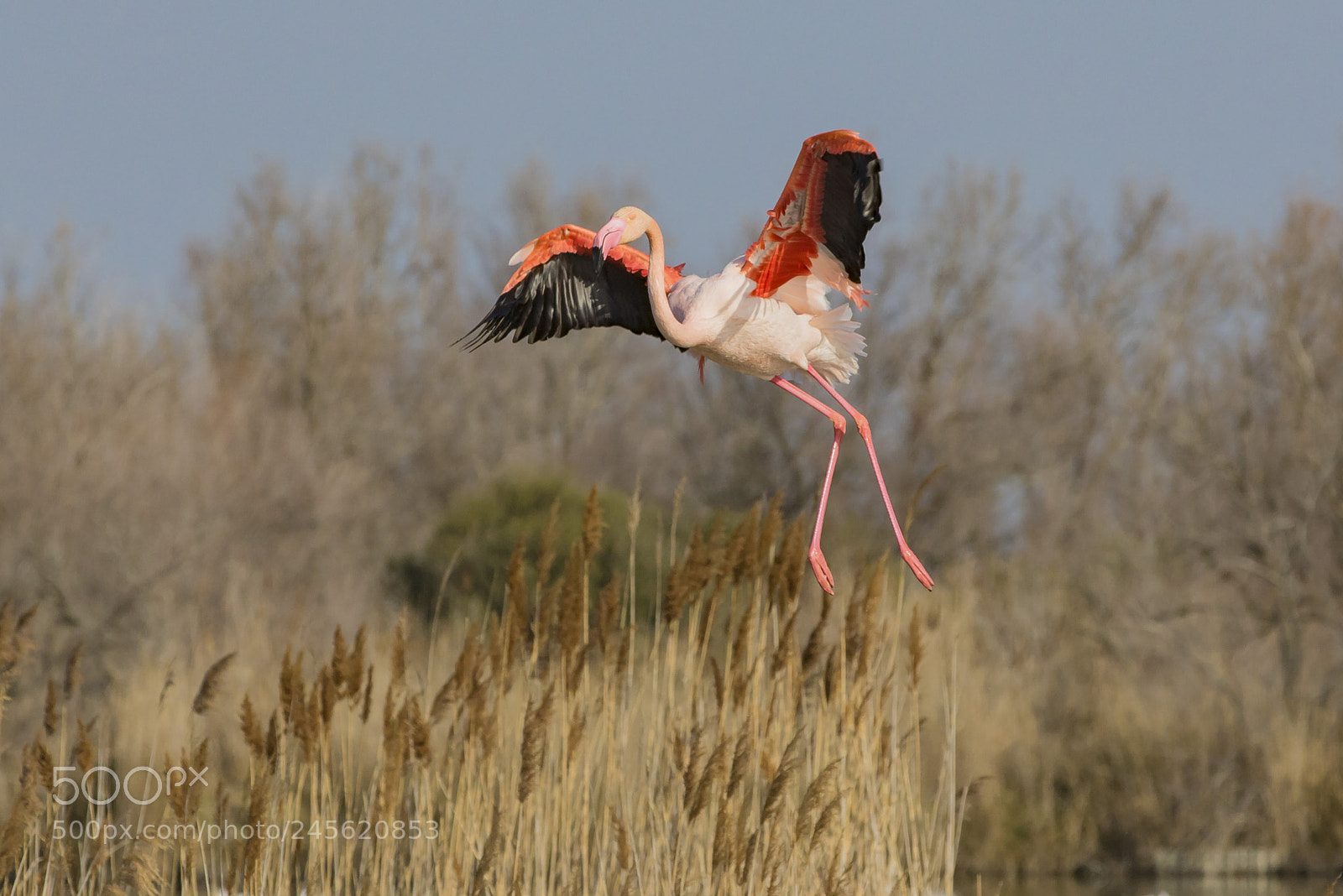 Canon EOS 7D Mark II sample photo. Pink flamingo photography