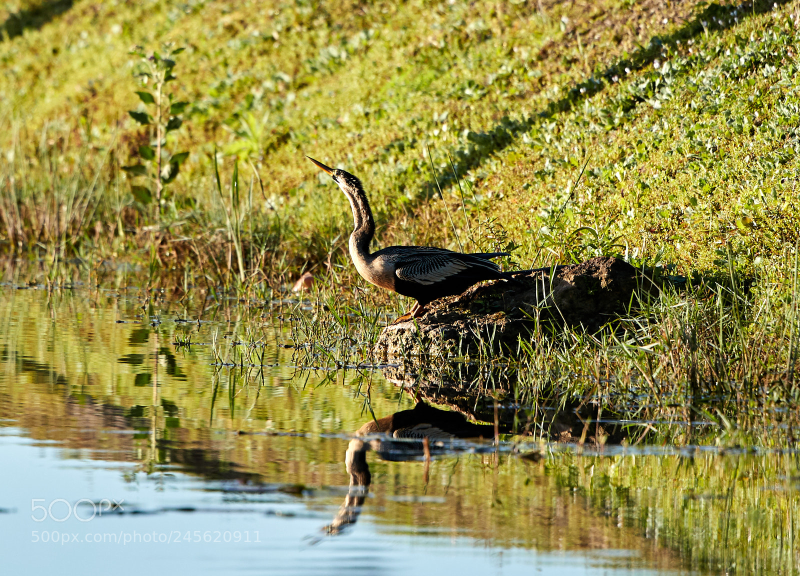 Canon EOS-1D X Mark II sample photo. 02-10-18-0003224.jpg photography