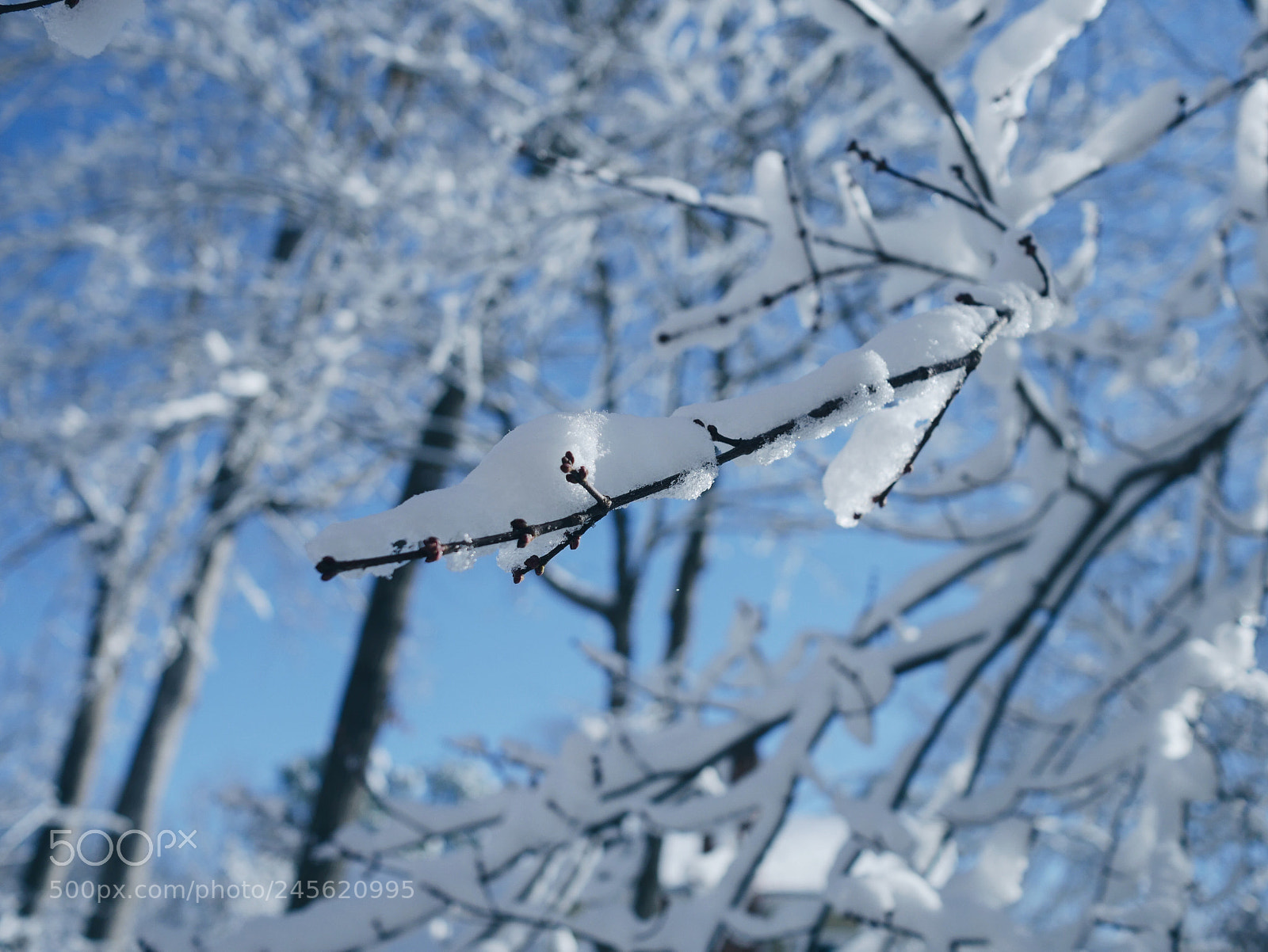 Panasonic Lumix DMC-G7 sample photo. Cold. photography