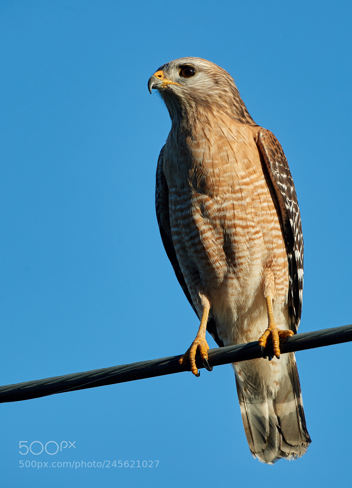 Canon EOS-1D X Mark II sample photo. 02-10-18-0003236.jpg photography