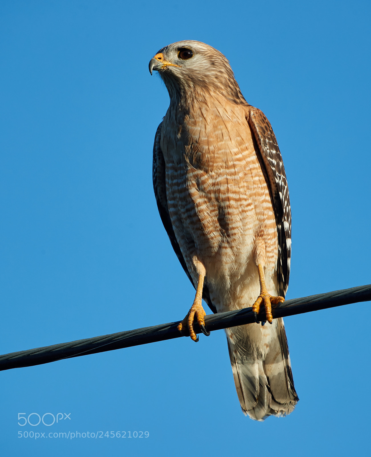 Canon EOS-1D X Mark II sample photo. 02-10-18-0003237.jpg photography