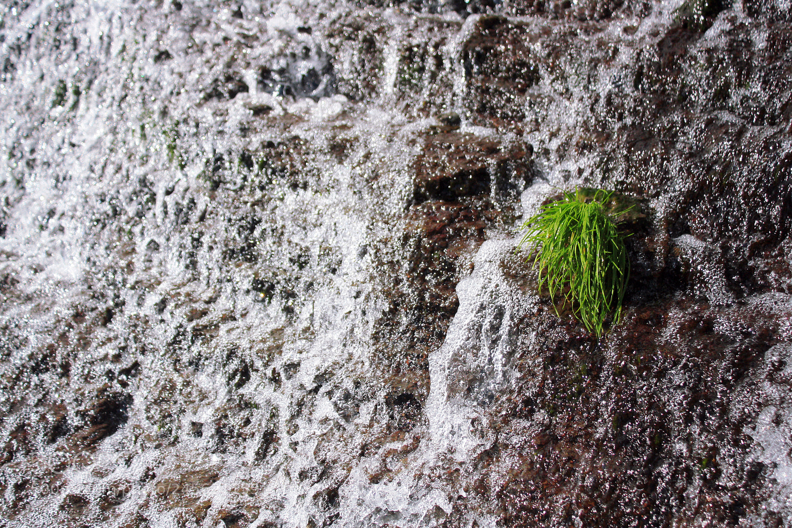 Canon EOS 1000D (EOS Digital Rebel XS / EOS Kiss F) sample photo. Islang of green photography
