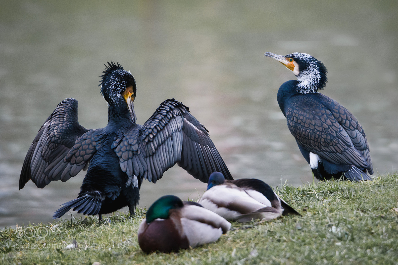 Nikon D850 sample photo. Cormorans photography
