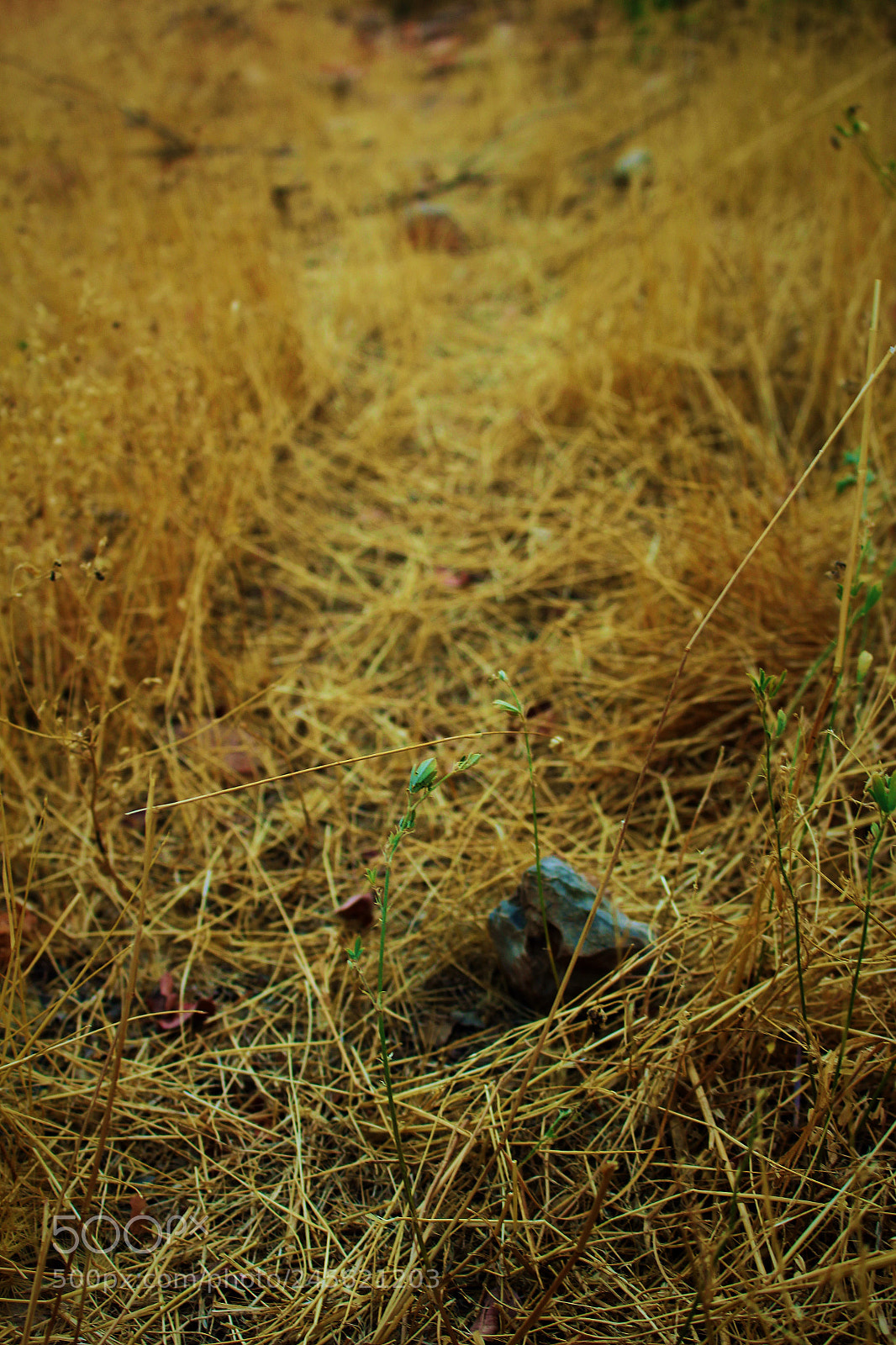 Canon EOS 100D (EOS Rebel SL1 / EOS Kiss X7) sample photo. Even in this arid photography