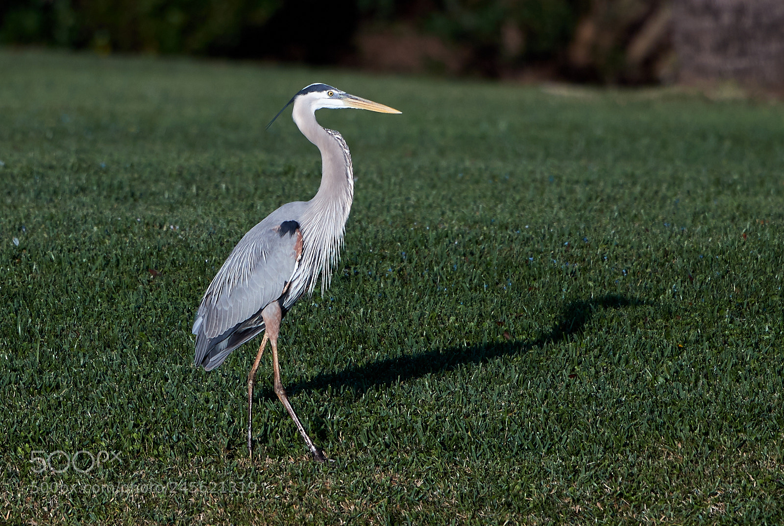 Canon EOS-1D X Mark II sample photo. 02-10-18-0003252.jpg photography