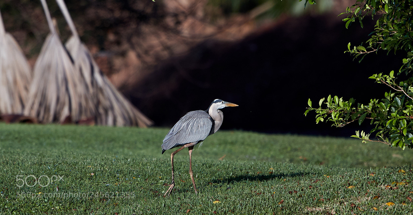Canon EOS-1D X Mark II sample photo. 02-10-18-0003248.jpg photography