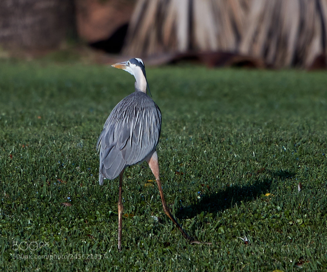 Canon EOS-1D X Mark II sample photo. 02-10-18-0003250.jpg photography