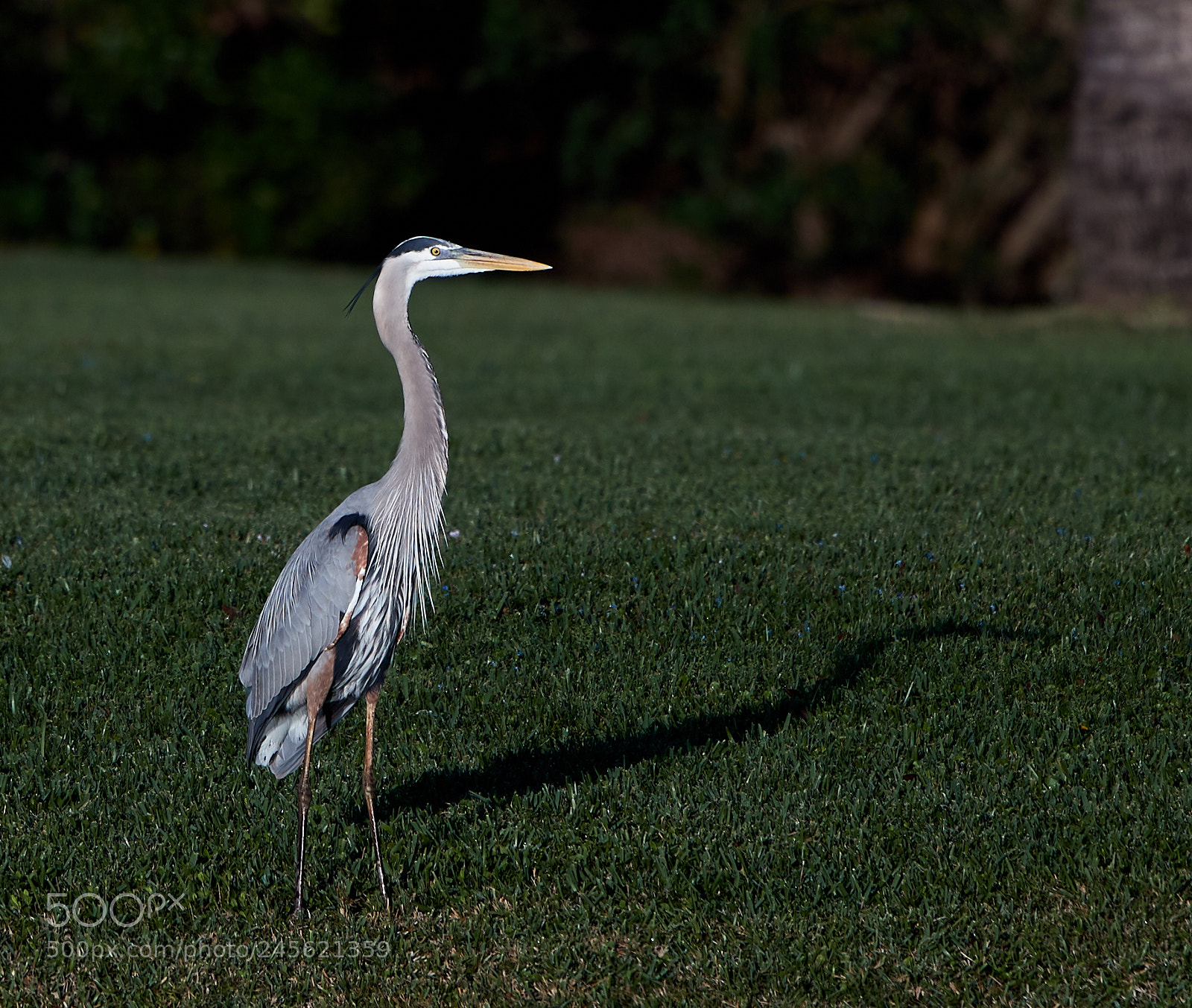 Canon EOS-1D X Mark II sample photo. 02-10-18-0003254.jpg photography