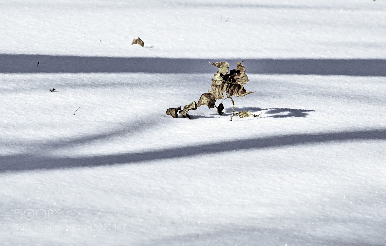 Sony SLT-A68 sample photo. Snow book photography