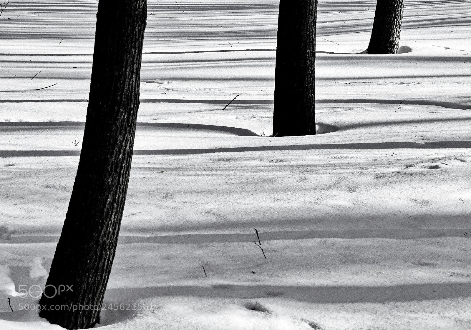 Sony SLT-A68 sample photo. Snow book photography