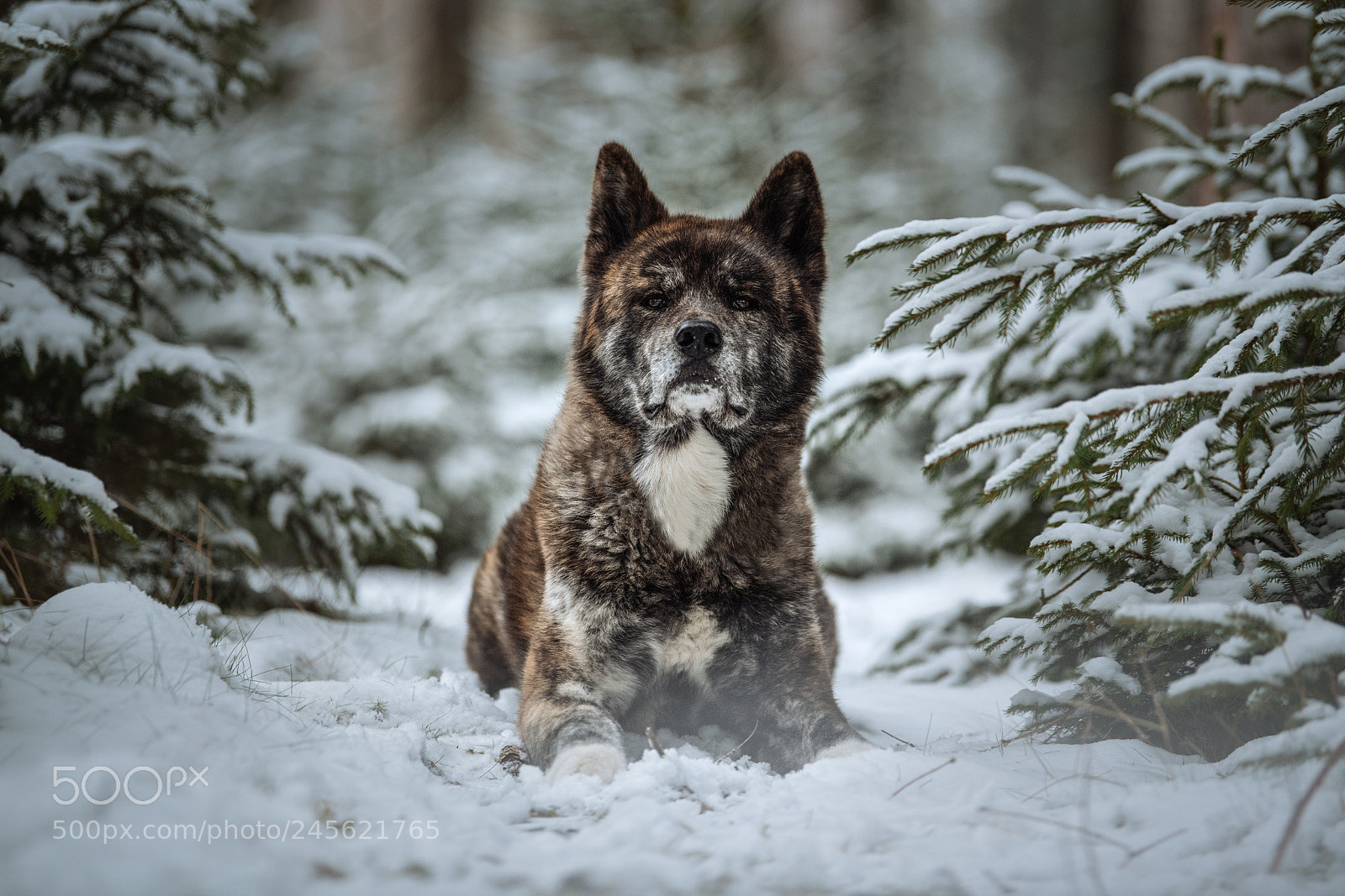 Nikon D850 sample photo. Winter photography