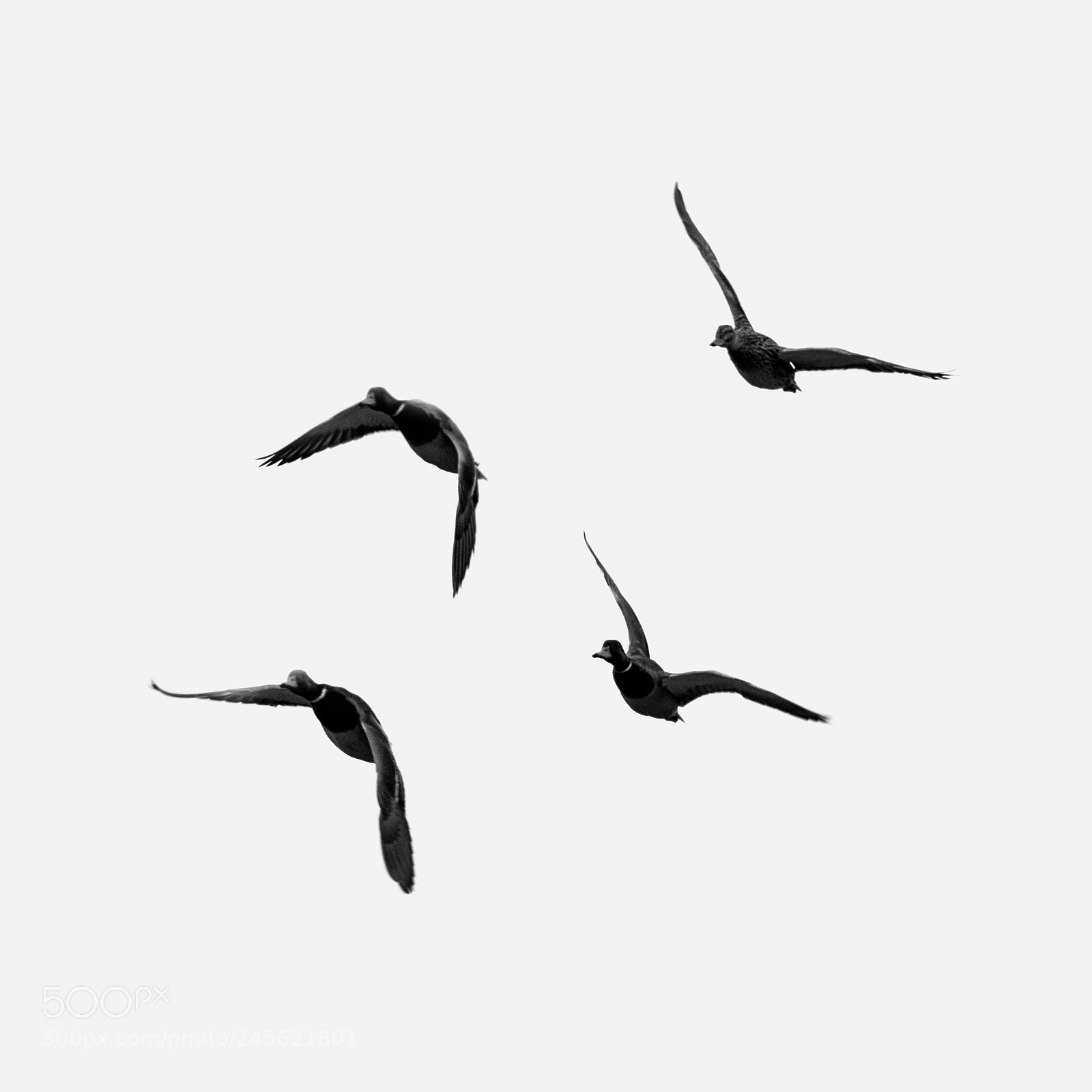 Nikon D850 sample photo. Vol de canards photography