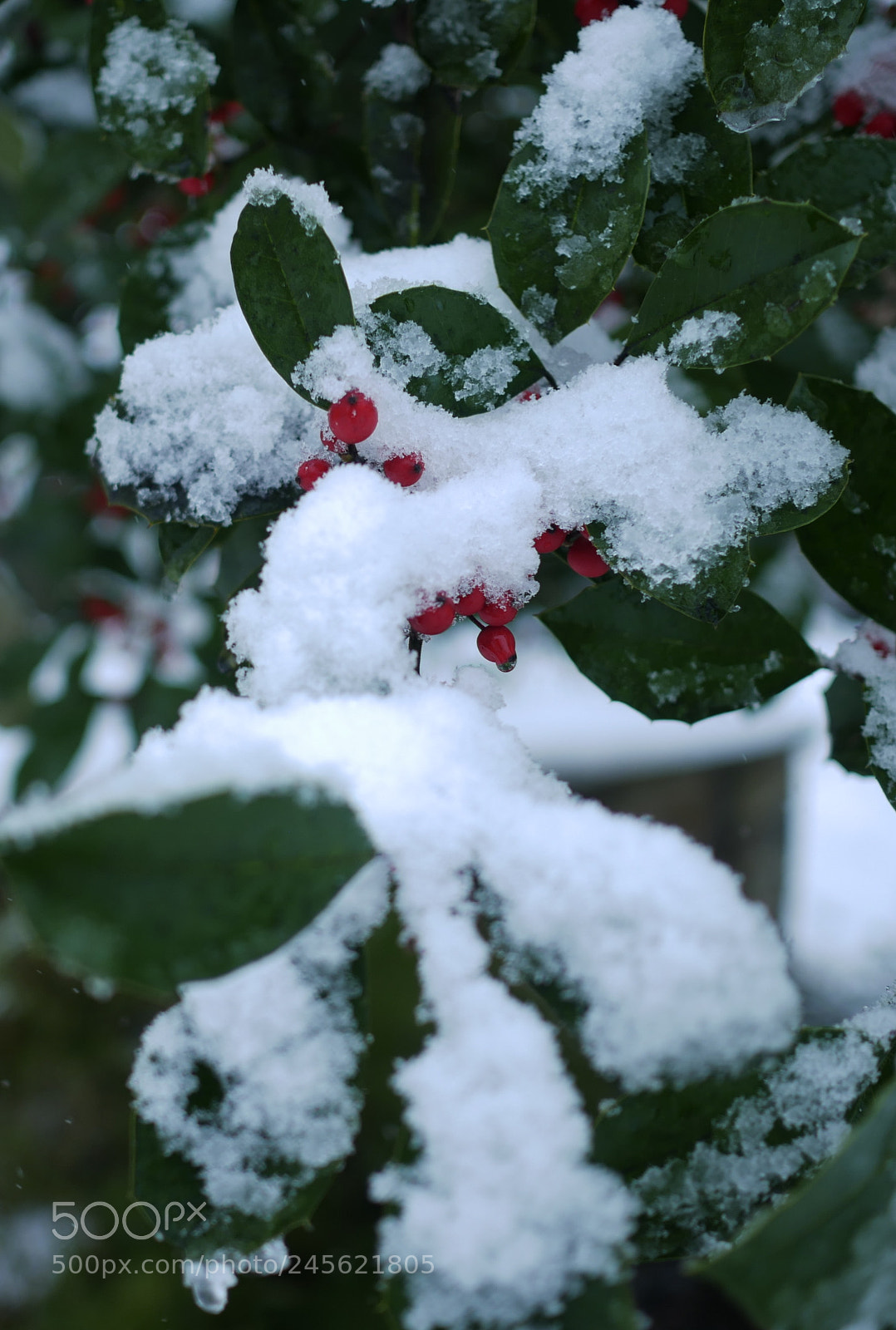 Panasonic Lumix DMC-G7 sample photo. Red and green. photography