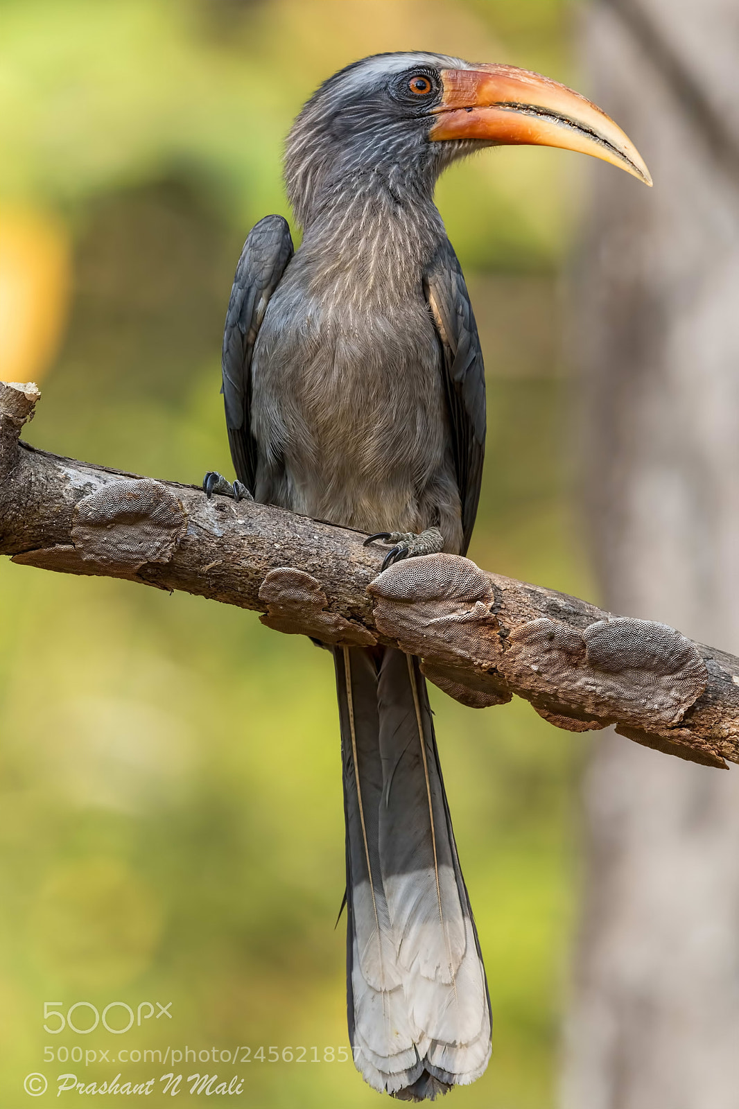 Canon EOS 7D Mark II sample photo. Malabargrayhornbill photography