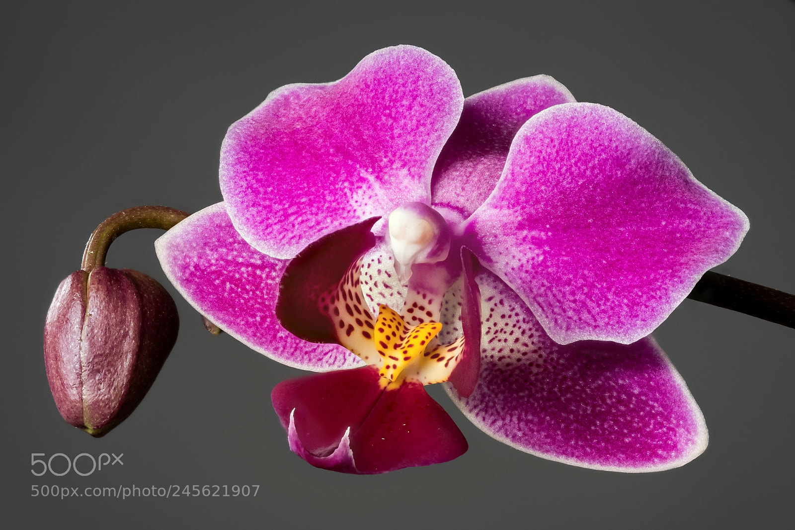 Panasonic Lumix DMC-GX85 (Lumix DMC-GX80 / Lumix DMC-GX7 Mark II) sample photo. Orchid stack photography