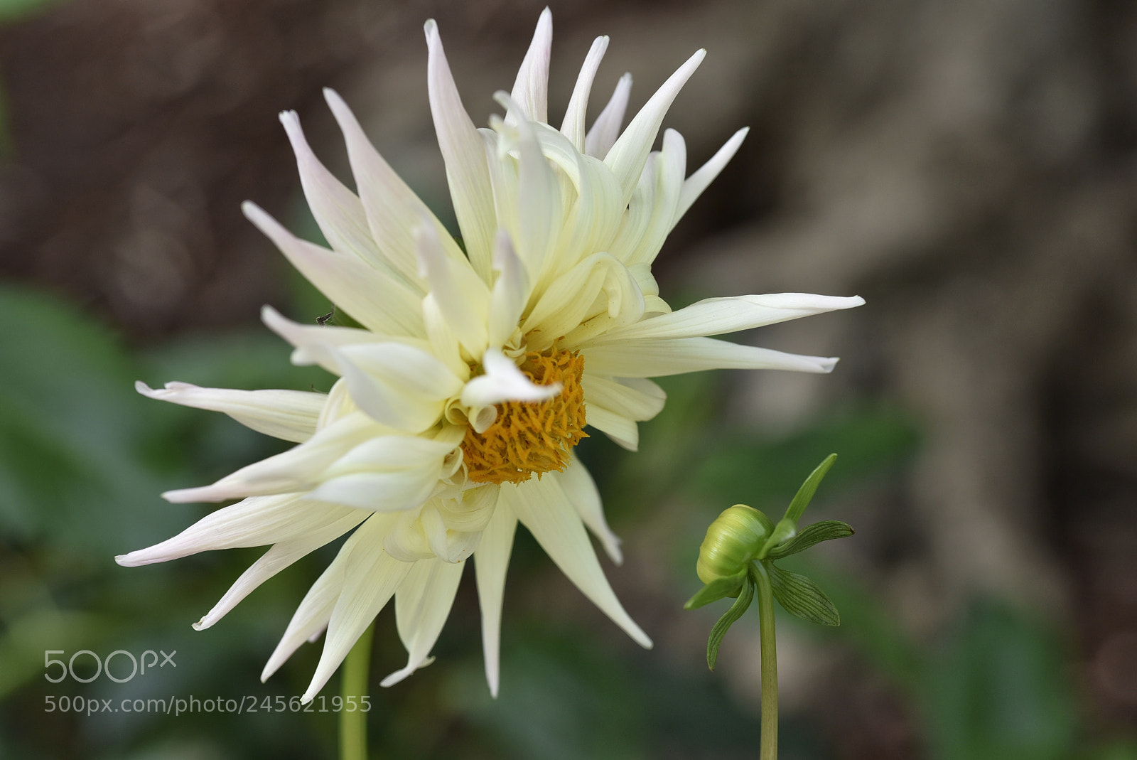 Nikon D810 sample photo. Conversation photography