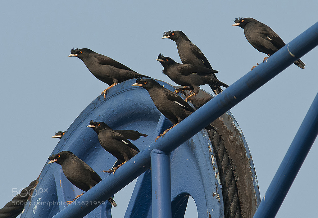 Nikon D300 sample photo. Harbour watch photography